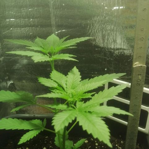 Lemon Cake growlog timeline photo
