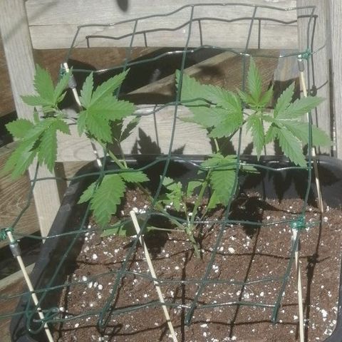 Lemon Cake growlog photo: Tuin