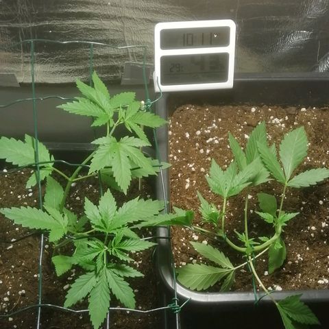 Lemon Cake growlog photo: Tuin