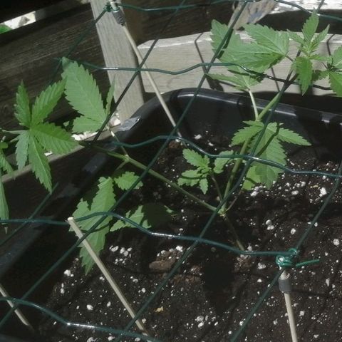 Lemon Cake growlog photo: Tuin