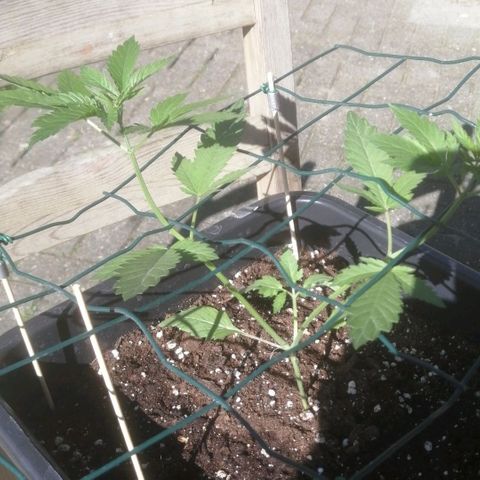 Lemon Cake growlog photo: Tuin