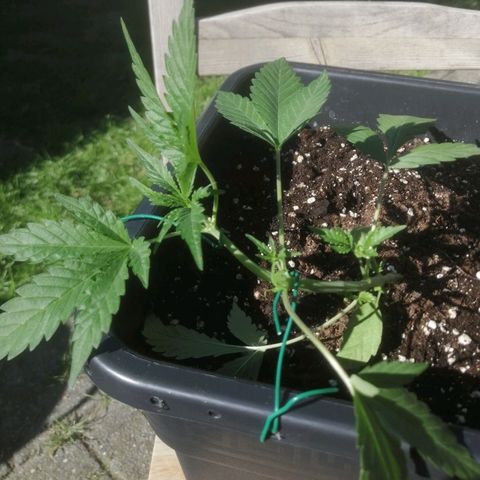Critical Cheese Autoflowering growlog photo: Tuin