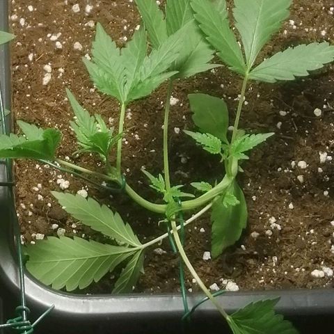 Critical Cheese Autoflowering growlog photo: Tuin