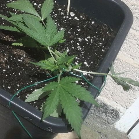 Critical Cheese Autoflowering growlog photo: Tuin