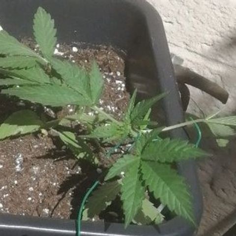 Critical Cheese Autoflowering growlog photo: Tuin