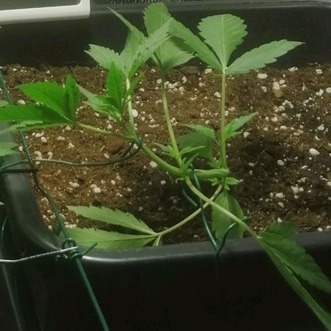 Critical Cheese Autoflowering growlog photo: Tuin