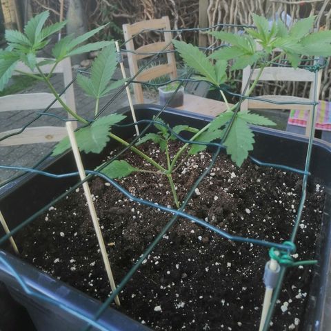 Lemon Cake growlog timeline photo