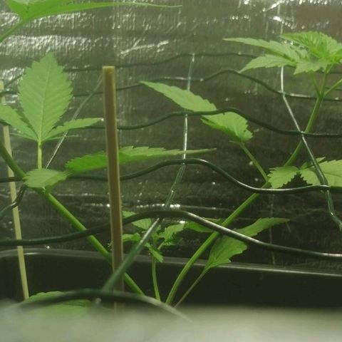 Lemon Cake growlog timeline photo