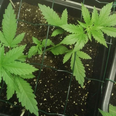Lemon Cake growlog timeline photo