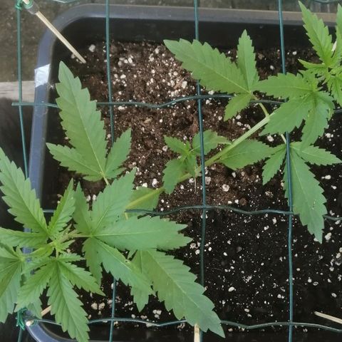 Lemon Cake growlog timeline photo