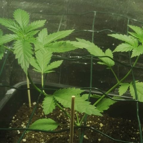 Lemon Cake growlog timeline photo