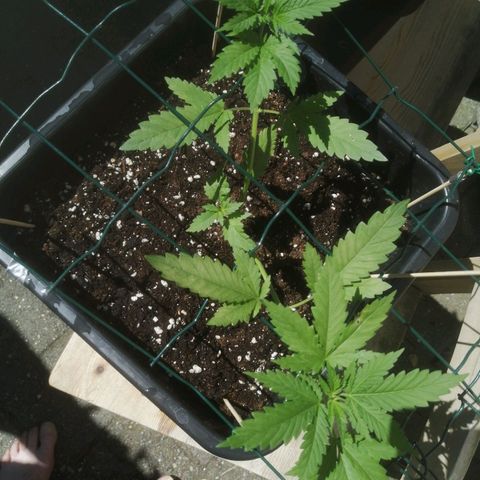 Lemon Cake growlog photo: 13:00