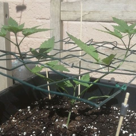 Lemon Cake growlog photo: 13:00