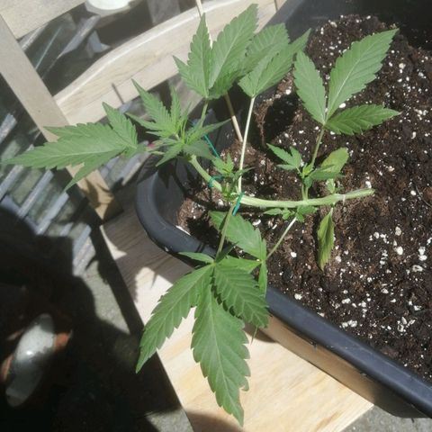 Critical Cheese Autoflowering growlog timeline photo