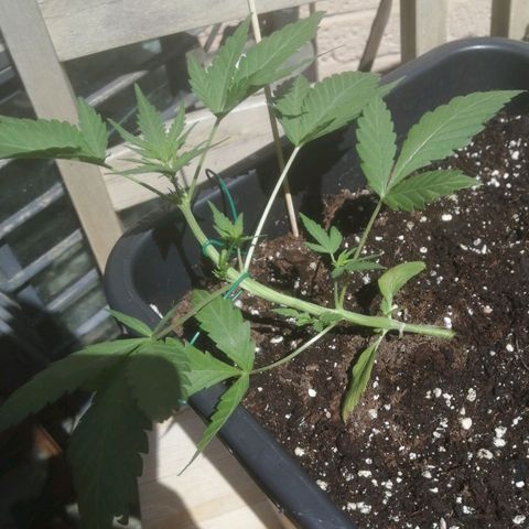 Critical Cheese Autoflowering growlog timeline photo