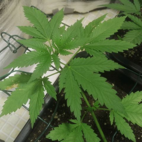 Lemon Cake growlog timeline photo