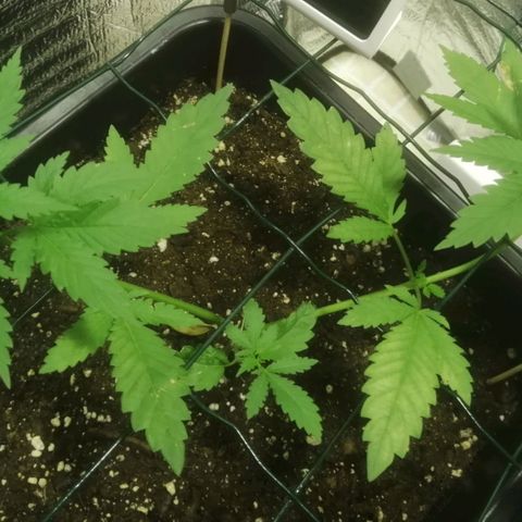 Lemon Cake growlog timeline photo
