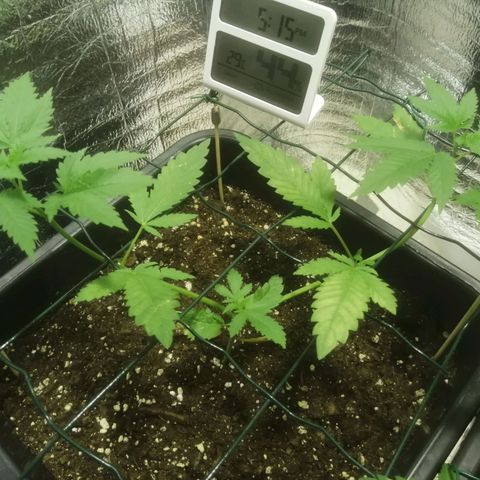 Lemon Cake growlog timeline photo