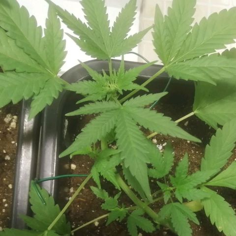 Critical Cheese Autoflowering growlog timeline photo