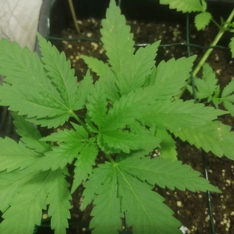 Lemon Cake growlog timeline photo
