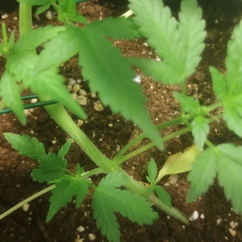 Critical Cheese Autoflowering growlog timeline photo