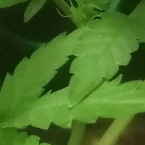 Critical Cheese Autoflowering growlog timeline photo