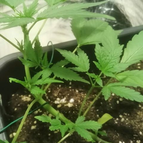 Critical Cheese Autoflowering growlog timeline photo
