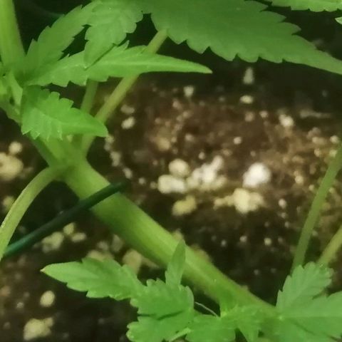 Critical Cheese Autoflowering growlog timeline photo