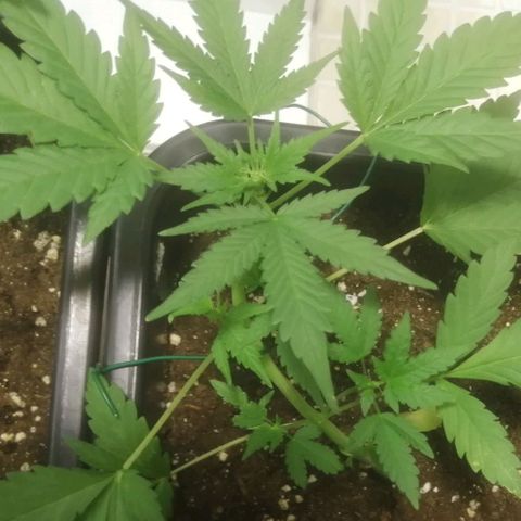Critical Cheese Autoflowering growlog timeline photo