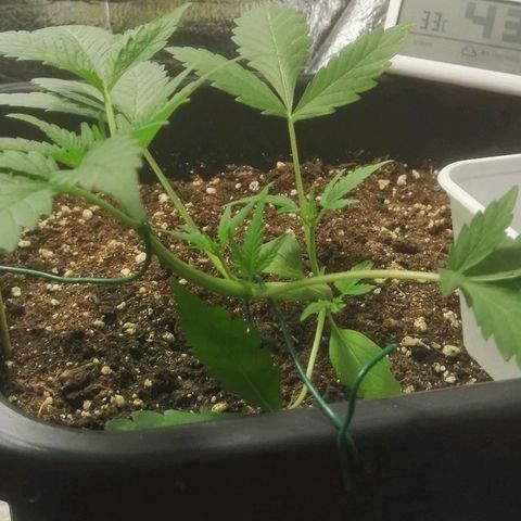 Critical Cheese Autoflowering growlog timeline photo