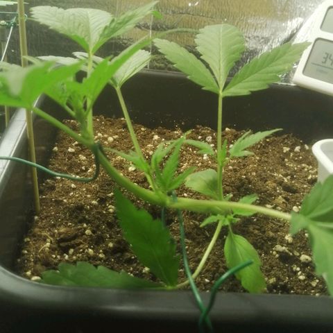 Critical Cheese Autoflowering growlog timeline photo
