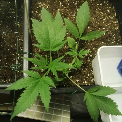 Critical Cheese Autoflowering growlog timeline photo
