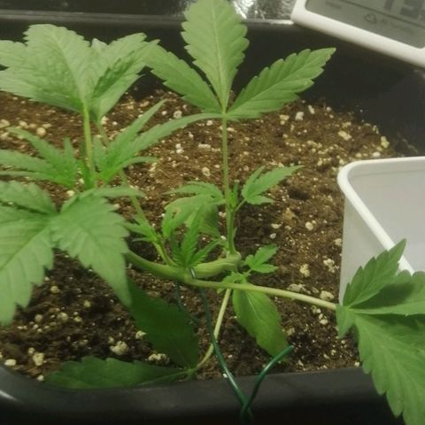 Critical Cheese Autoflowering growlog timeline photo