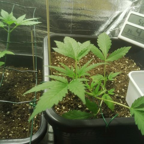 Critical Cheese Autoflowering growlog timeline photo