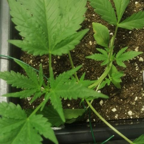 Critical Cheese Autoflowering growlog timeline photo