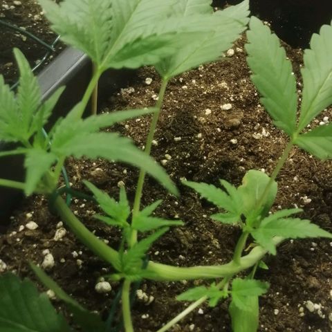 Critical Cheese Autoflowering growlog timeline photo