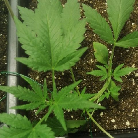 Critical Cheese Autoflowering growlog timeline photo