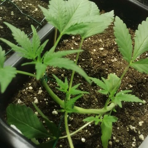 Critical Cheese Autoflowering growlog timeline photo