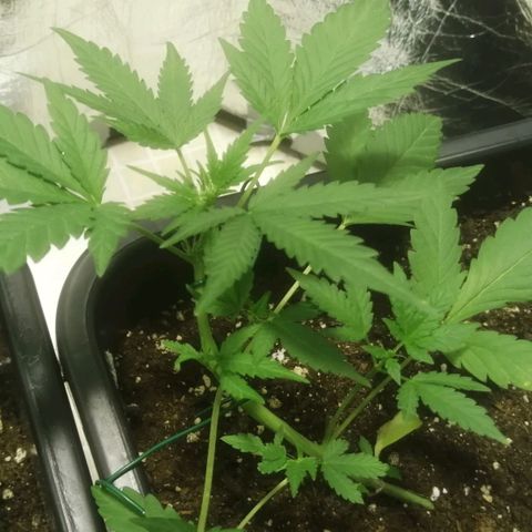 Critical Cheese Autoflowering growlog timeline photo