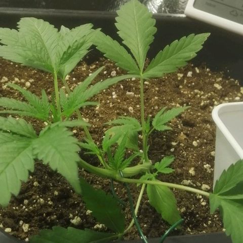 Critical Cheese Autoflowering growlog timeline photo