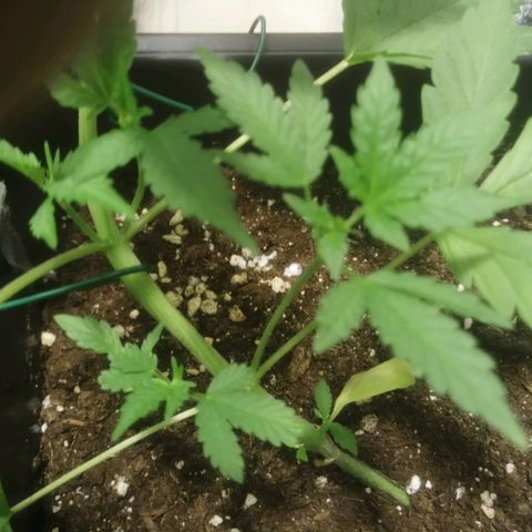 Critical Cheese Autoflowering growlog timeline photo