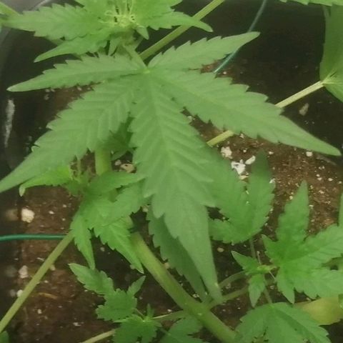 Critical Cheese Autoflowering growlog timeline photo