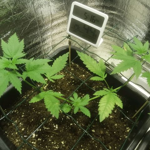 Lemon Cake growlog timeline photo