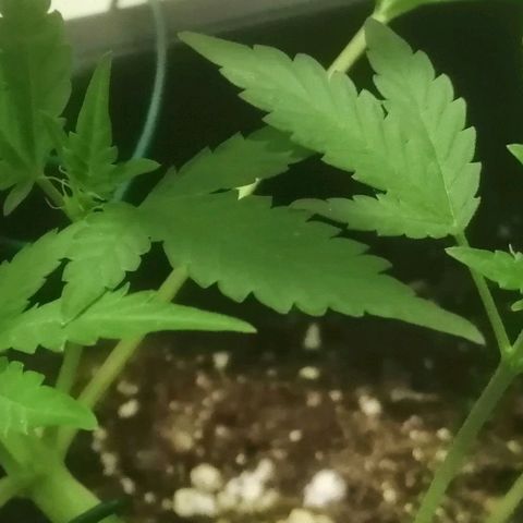 Critical Cheese Autoflowering growlog timeline photo