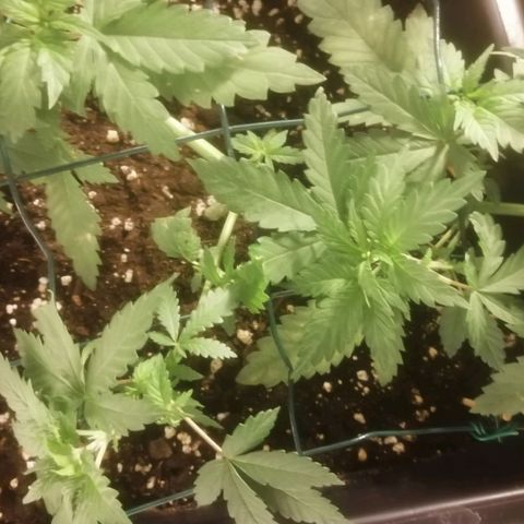 Lemon Cake growlog timeline photo