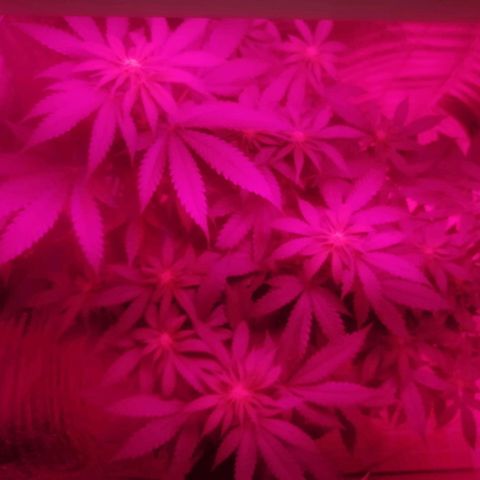 Lemon Cake growlog timeline photo