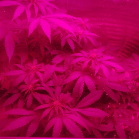 Lemon Cake growlog timeline photo