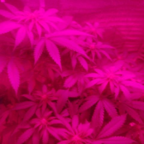 Lemon Cake growlog timeline photo
