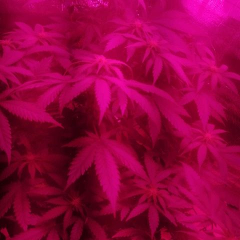 Lemon Cake growlog timeline photo