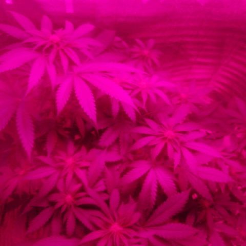 Lemon Cake growlog timeline photo